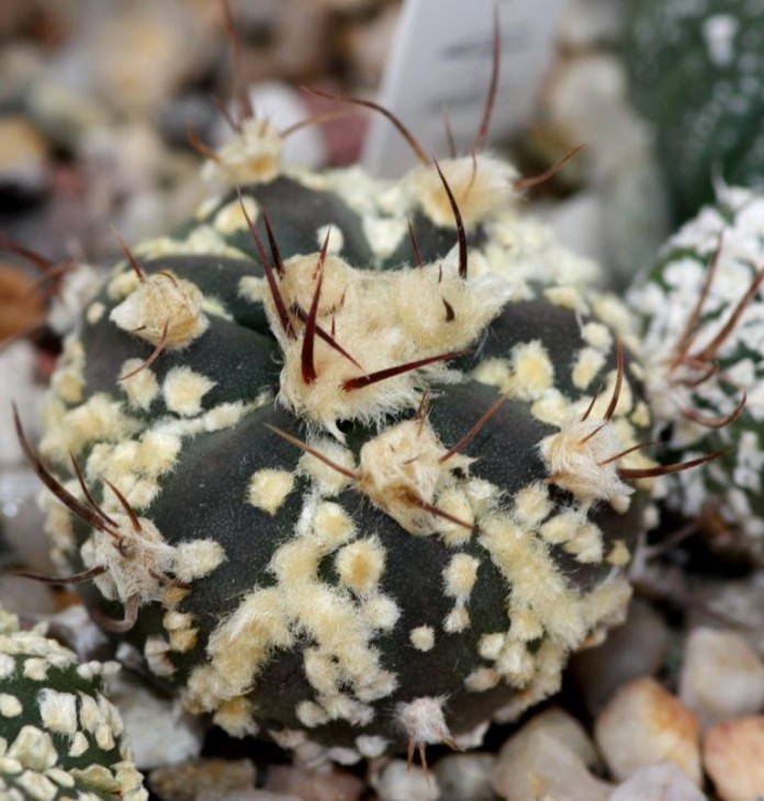 Astrophytum crassispinum x SK5.jpg
