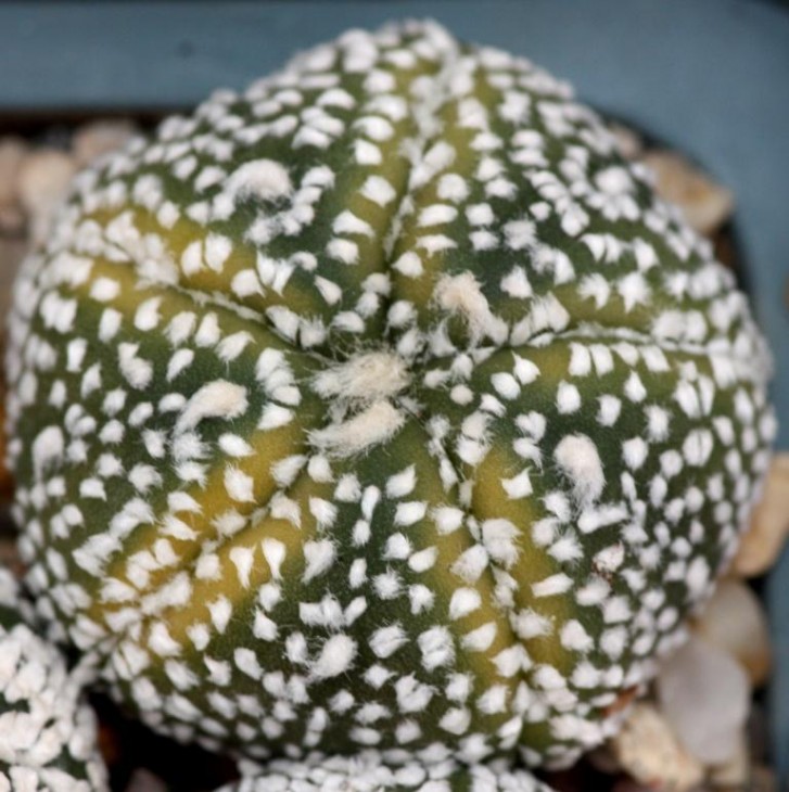 Astrophytum cv Hanazono.jpg