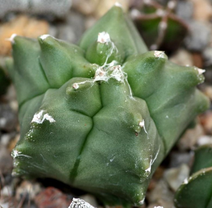 Astrophytum myriostygma KIKKO.jpg