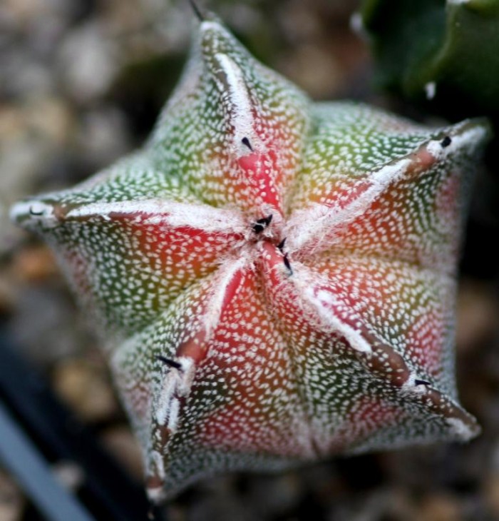 Astrophytum myriostygma variegata.jpg