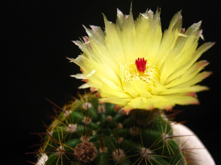 Notocactus ottonis3.jpg