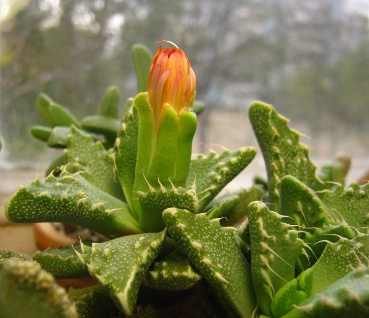 Faucaria tuberculosa .jpg