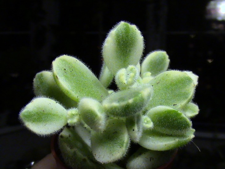 Cotyledon tomentosa f. variegata.JPG