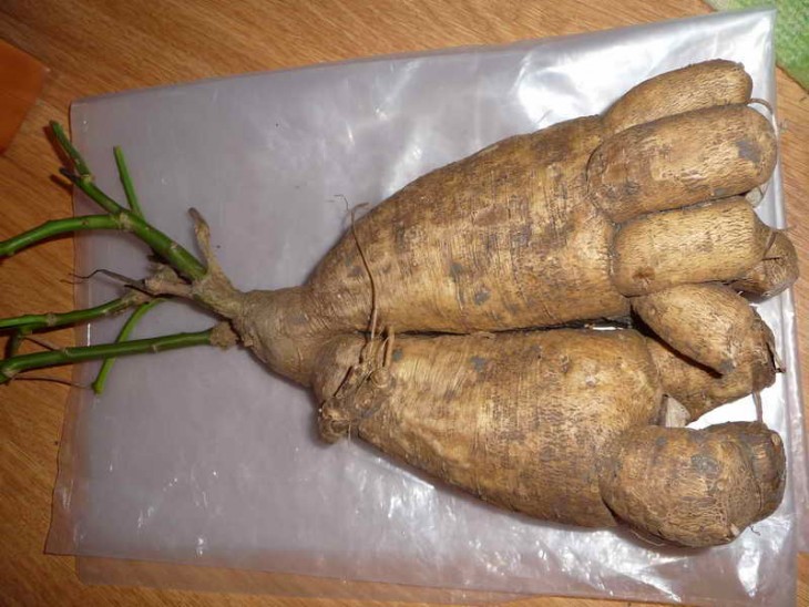 i.platensis 2.jpg