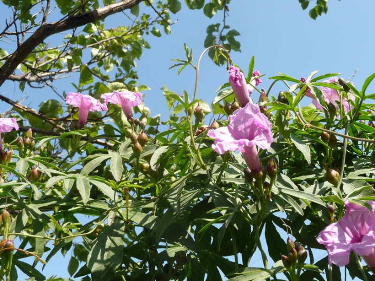 цветение i.platensis