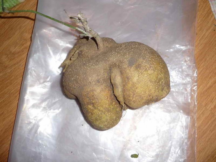 kedrostis punctulata.jpg