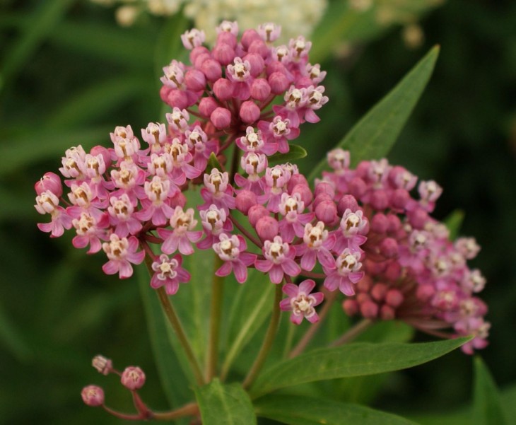 Asclepias incarnata.jpg