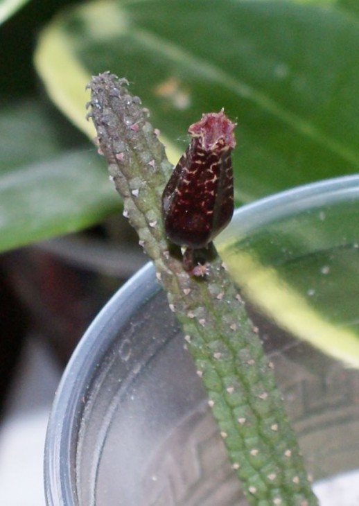 Echidnopsis leachii1.jpg
