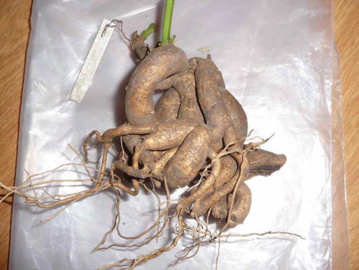 i. digitata.jpg