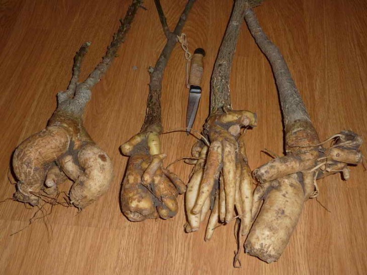 uncarinas 1.jpg