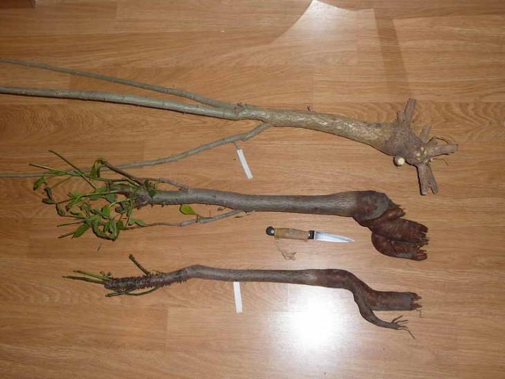 trees 1.jpg