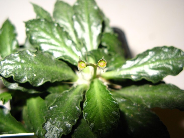 Eu. Tulearensis