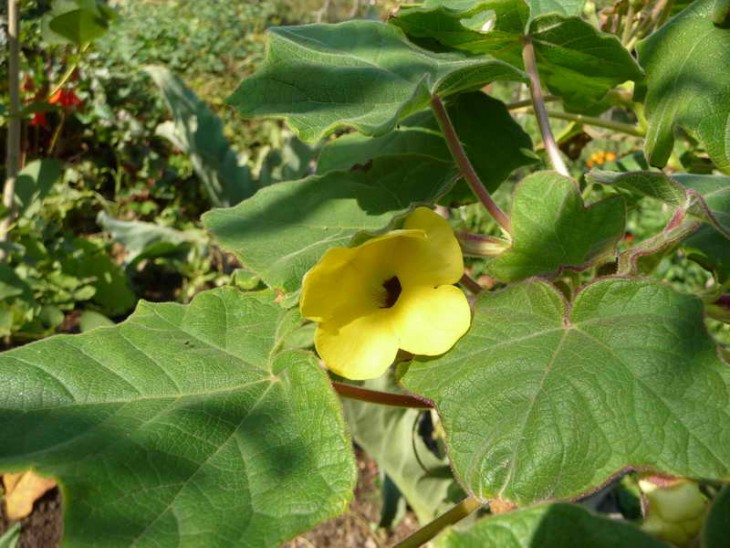 Uncarina grandidiery