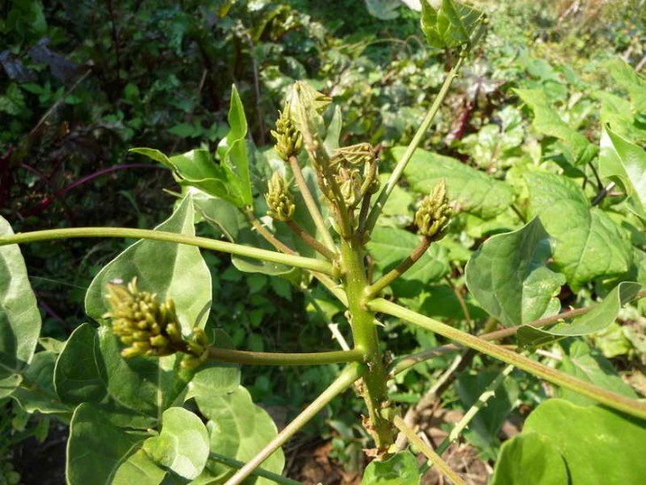 erythrina humeana