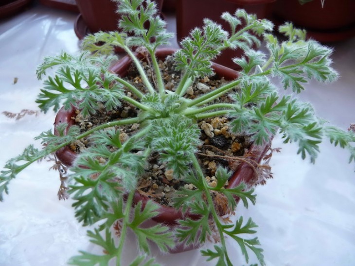 Pelargonium appendiculatum