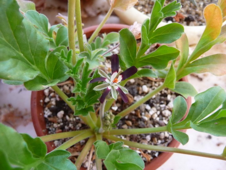 Pelargonium sp. Hoarea