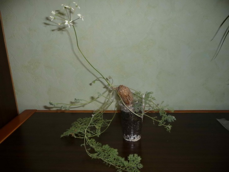 P1090236__новый размер.jpg