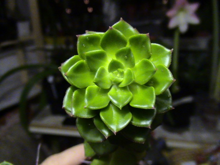 DSC08783.JPG