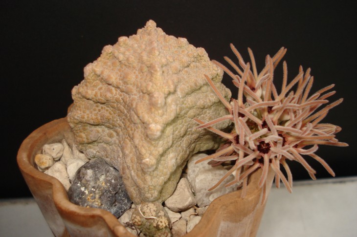 Pseudolithos cubiformis
