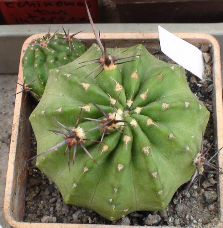 L.dobeana.jpg