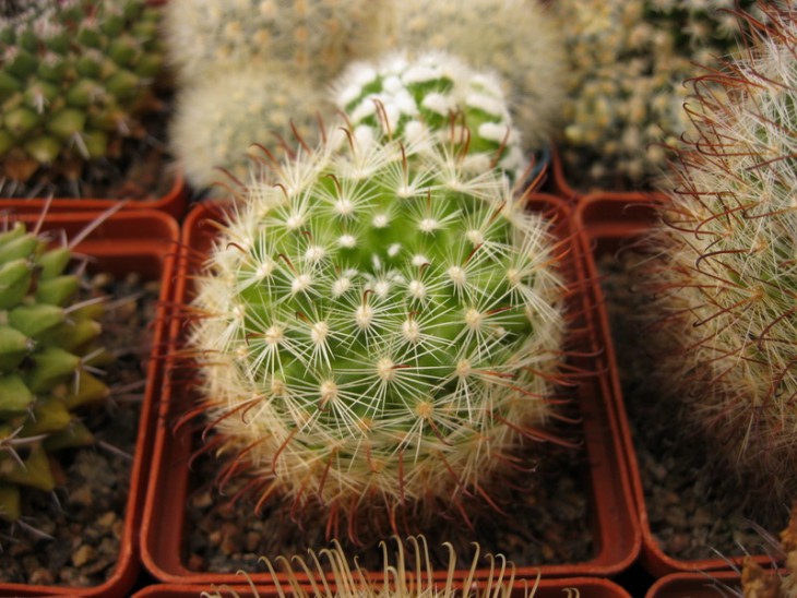 Mammillaria felipensis.jpg