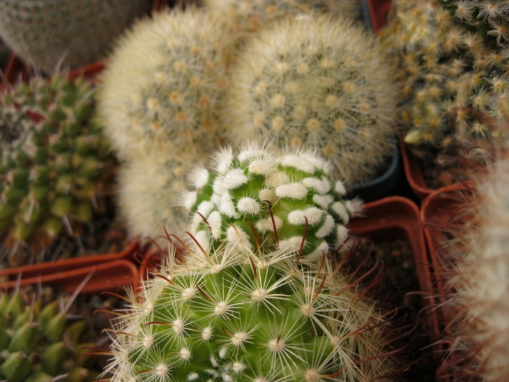 Mammillaria felipensis_.jpg