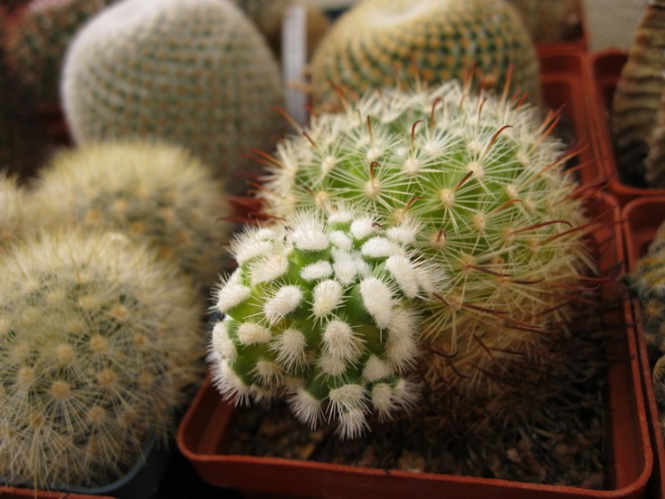 Mammillaria felipensis__.jpg