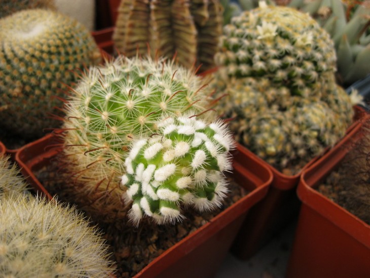 Mammillaria felipensis___.jpg