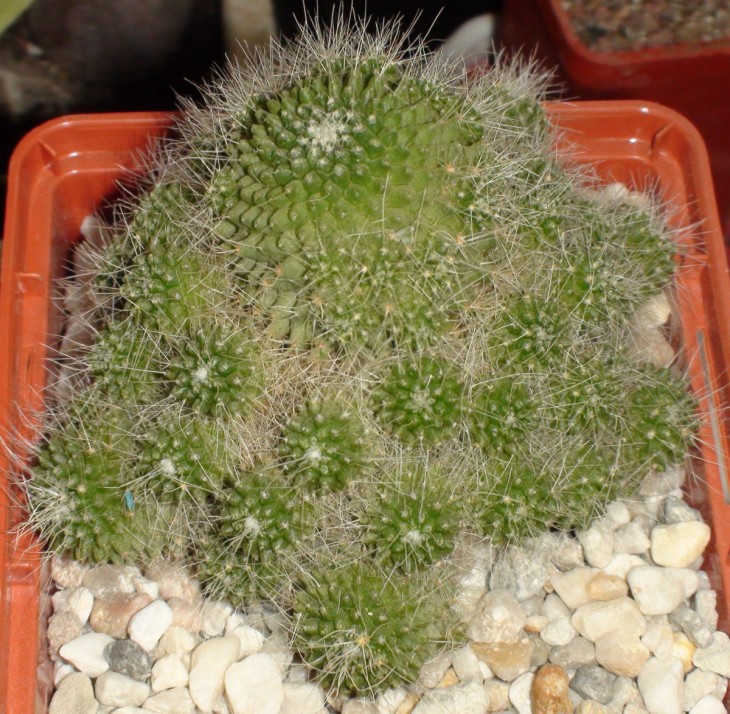DSC04998.jpg