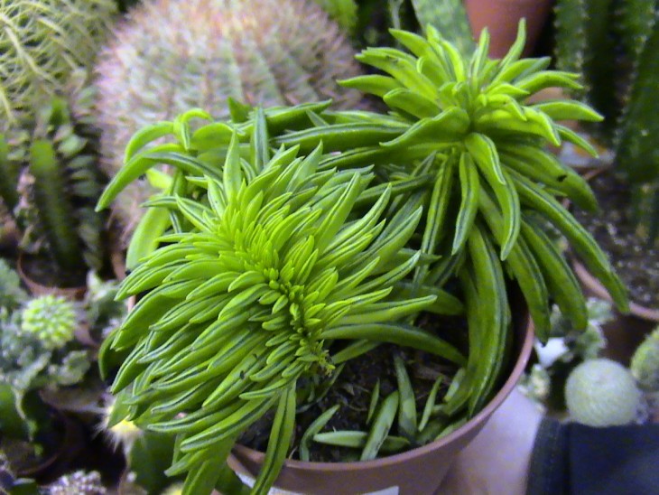 DSC08775.JPG
