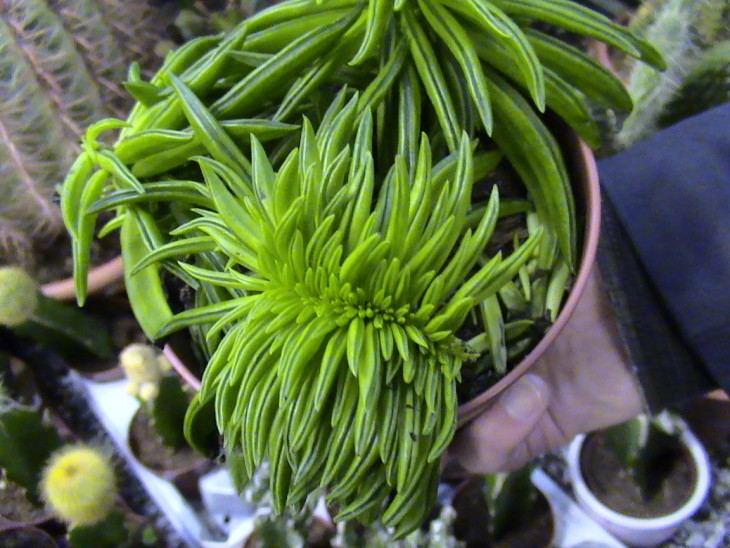 DSC08776.JPG