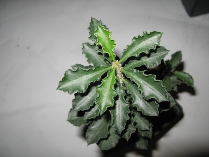 Euphorbia capsaintemariensis <br />Вид сверху