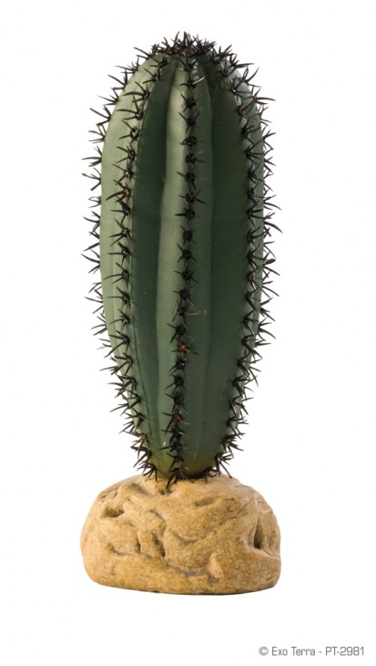 PT-2981_Saguaro_Cactus.jpg