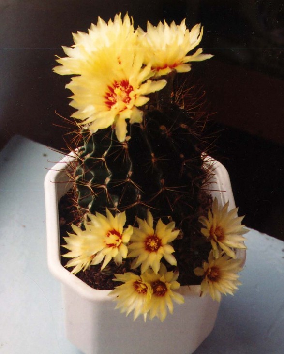 hamatocactus setispinus