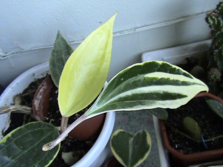macrophylla variegata.JPG