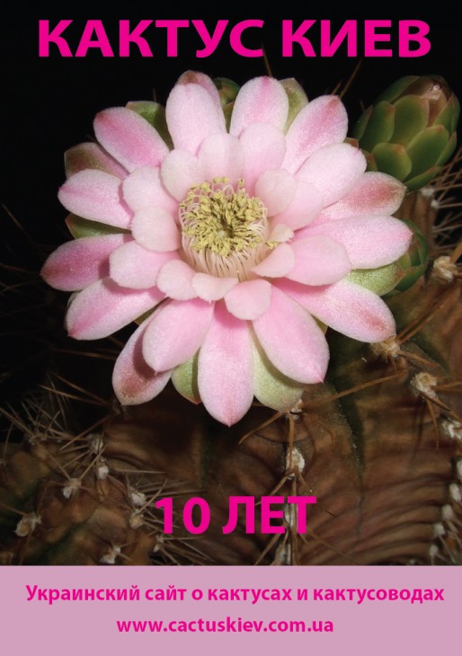 cactus3.jpg