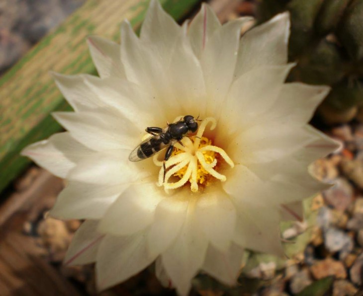 S.disciformis & insect.jpg