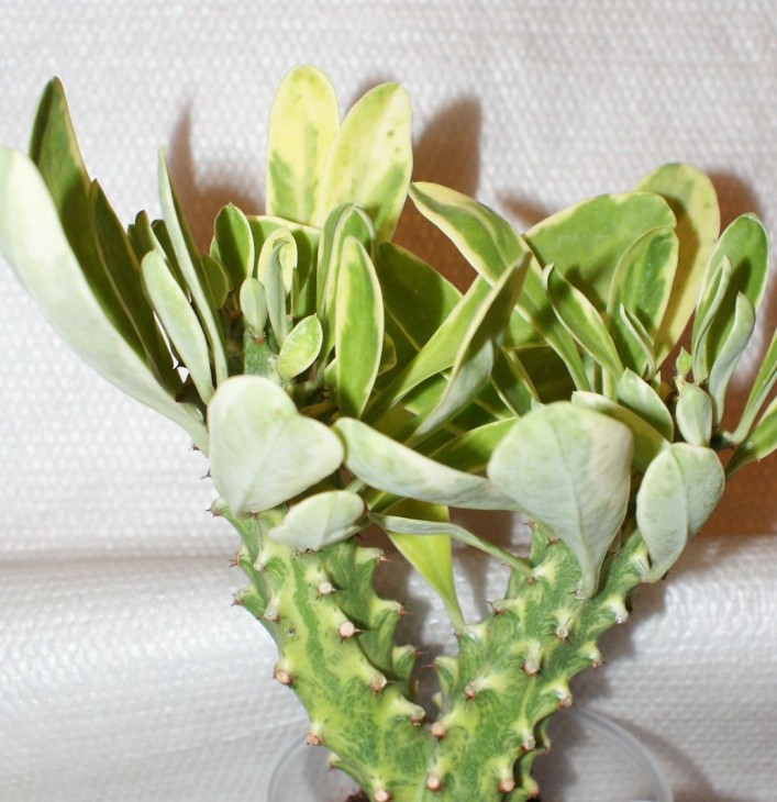 Euphorbia neriifolia Crested (yellow variegated).jpg