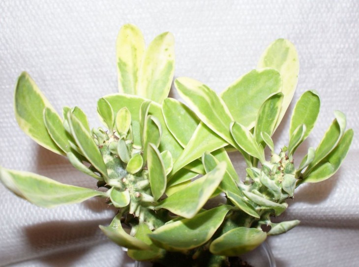 Euphorbia neriifolia Crested (yellow variegated)1.jpg