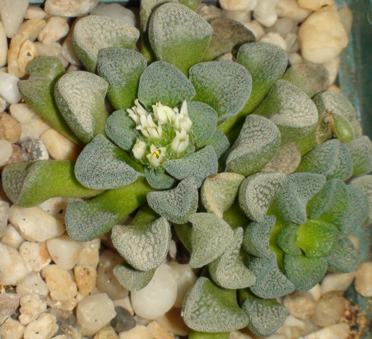 Crassula mesembryanthemopsis