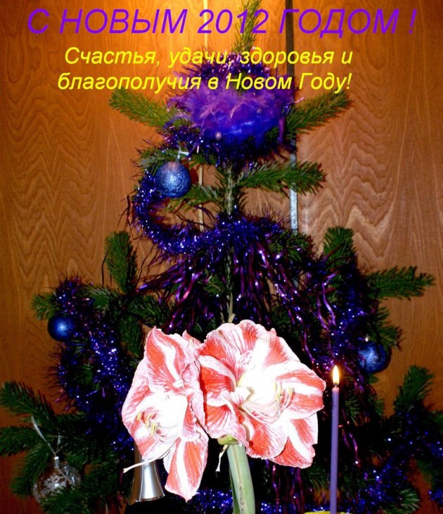 НГ 2012.jpg