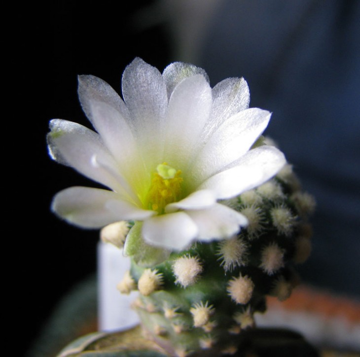 Pediocactus knowltonii.jpg