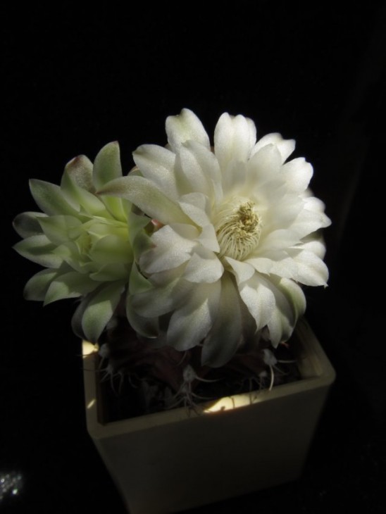 Gymnocalycium_anisitsii2.jpg