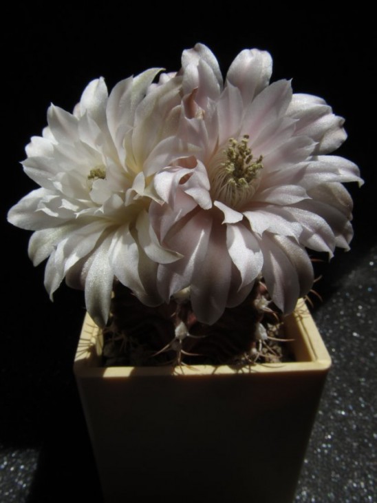 Gymnocalycium_anisitsii3.jpg