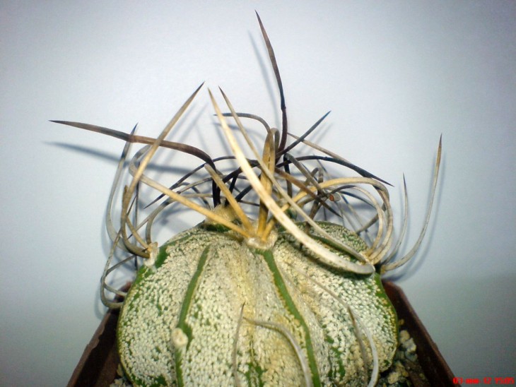 Astrophitym niveum