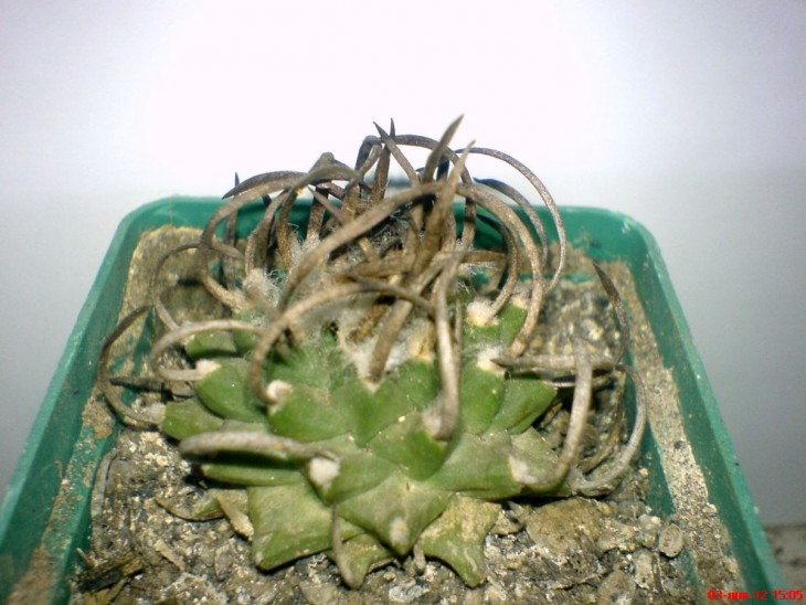 Turb.schmiedickeanus subsp. klincerianus
