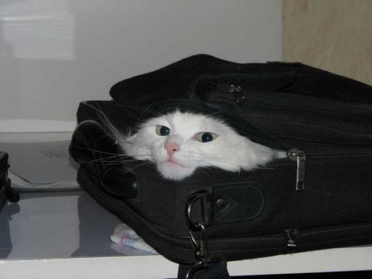 Кот УК фотографа_Ekzot.JPG