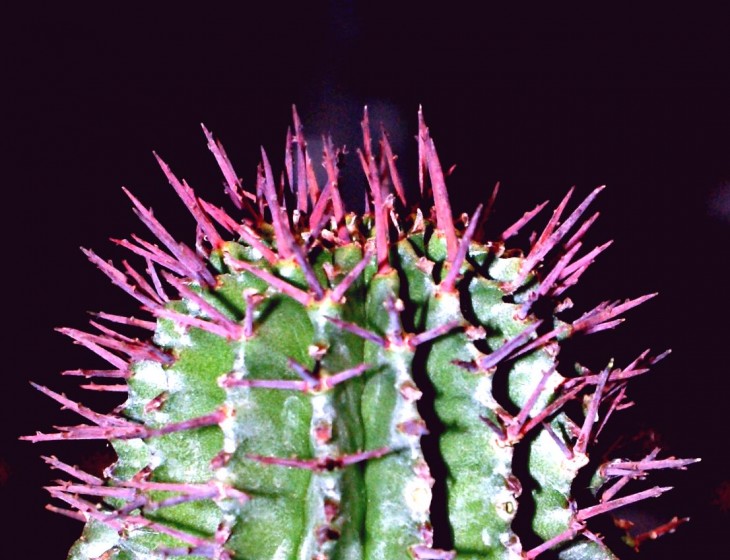 Euphorbia horrida КОЛЮЧКИ3.jpg