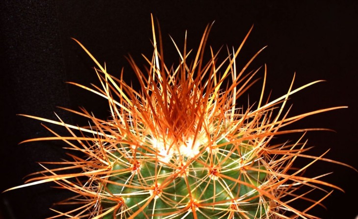 Parodia maassii КОЛЮЧКИ.jpg