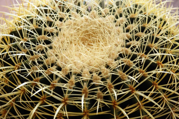 Echinocactus grusonii